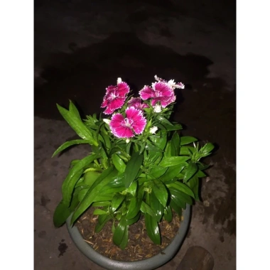 Hoa cẩm chướng gấm 3 cây nhỏ không chậu - Giảm giá 20k, chỉ còn 20.000đ 5 Hoa cẩm chướng gấm 3 cây nhỏ không chậu - Giảm giá 20k, chỉ còn 20.000đ 5