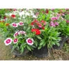 Hoa cẩm chướng nhiều màu - Đóng gói 0.1gr, giá chỉ 14.500₫, khuyến mãi hấp dẫn