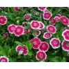 Hoa cẩm chướng nhiều màu - Đóng gói 0.1gr, giá chỉ 14.500₫, khuyến mãi hấp dẫn 4