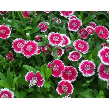 Hoa cẩm chướng nhiều màu - Đóng gói 0.1gr, giá chỉ 14.500₫, khuyến mãi hấp dẫn