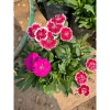 Hoa cẩm chướng trồng bịch 15-20cm - Trang trí sân vườn, cảnh quan, giá chỉ 5.000₫ (giá gốc 6.350₫)