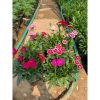 Hoa cẩm chướng trồng bịch 15-20cm - Trang trí sân vườn, cảnh quan, giá chỉ 5.000₫ (giá gốc 6.350₫) 2