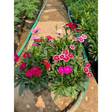 Hoa cẩm chướng trồng bịch 15-20cm - Trang trí sân vườn, cảnh quan, giá chỉ 5.000₫ (giá gốc 6.350₫)