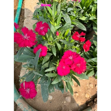 Hoa cẩm chướng trồng bịch 15-20cm - Trang trí sân vườn, cảnh quan, giá chỉ 5.000₫ (giá gốc 6.350₫)