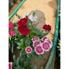 Hoa cẩm chướng trồng bịch 15-20cm - Trang trí sân vườn, cảnh quan, giá chỉ 5.000₫ (giá gốc 6.350₫) 4