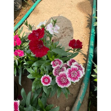 Hoa cẩm chướng trồng bịch 15-20cm - Trang trí sân vườn, cảnh quan, giá chỉ 5.000₫ (giá gốc 6.350₫)
