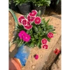 Hoa cẩm chướng trồng bịch 15-20cm - Trang trí sân vườn, cảnh quan, giá chỉ 5.000₫ (giá gốc 6.350₫) 5