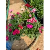 Hoa cẩm chướng trồng bịch 15-20cm - Trang trí sân vườn, cảnh quan, giá chỉ 5.000₫ (giá gốc 6.350₫) 6