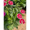 Hoa cẩm chướng trồng bịch 15-20cm - Trang trí sân vườn, cảnh quan, giá chỉ 5.000₫ (giá gốc 6.350₫) 7