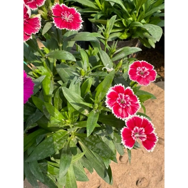Hoa cẩm chướng trồng bịch 15-20cm - Trang trí sân vườn, cảnh quan, giá chỉ 5.000₫ (giá gốc 6.350₫) 7 Hoa cẩm chướng trồng bịch 15-20cm - Trang trí sân vườn, cảnh quan, giá chỉ 5.000₫ (giá gốc 6.350₫) 7