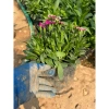 Hoa cẩm chướng trồng bịch 15-20cm - Trang trí sân vườn, cảnh quan, giá chỉ 5.000₫ (giá gốc 6.350₫) 8