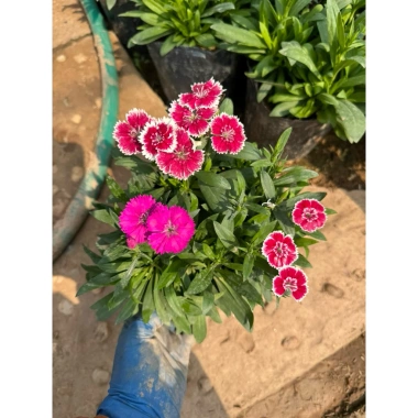 Hoa cẩm chướng trồng bịch 15-20cm - Trang trí sân vườn, cảnh quan, giá chỉ 5.000₫ (giá gốc 6.350₫)