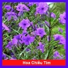 Hoa Chiều Tím - Cây Cảnh Để Bàn 18.000đ, Trang Trí Nội Thất Xanh Mát