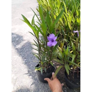 Hoa Chiều Tím - Cây Cảnh Để Bàn 18.000đ, Trang Trí Nội Thất Xanh Mát 3