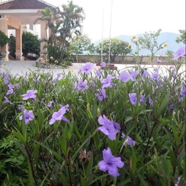 Hoa Chiều Tím - Cây Cảnh Để Bàn 18.000đ, Trang Trí Nội Thất Xanh Mát 4