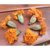 Hoa Cúc Vạn Thọ Khô 100g - Trà thảo mộc Handmade, Phép thuật cổ đại Ly Hỏa - Giá 51.000 VND 3