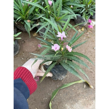 Hoa Dạ Yên Thảo Mexico - Hoa Thạch Thảo, Chiều Tím đã có nụ, giá ưu đãi 17.500₫