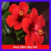 Hoa Dâm Bụt Đỏ Cây Cảnh Sân Vườn Giá Ưu Đãi 65.000 VNĐ Nở Đẹp Dễ Trồng
