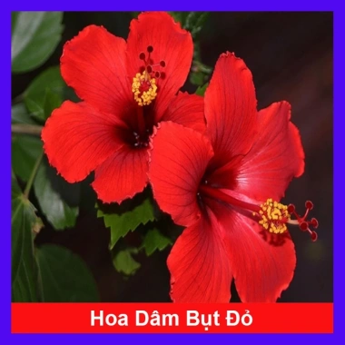 Hoa Dâm Bụt Đỏ Cây Cảnh Sân Vườn Giá Ưu Đãi 65.000 VNĐ Nở Đẹp Dễ Trồng
