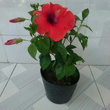 Hoa Dâm Bụt Đỏ Cây Cảnh Sân Vườn Giá Ưu Đãi 65.000 VNĐ Nở Đẹp Dễ Trồng