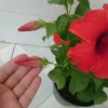 Hoa Dâm Bụt Đỏ Cây Cảnh Sân Vườn Giá Ưu Đãi 65.000 VNĐ Nở Đẹp Dễ Trồng 4