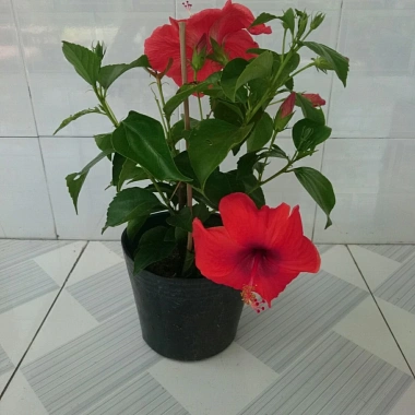 Hoa Dâm Bụt Đỏ Cây Cảnh Sân Vườn Giá Ưu Đãi 65.000 VNĐ Nở Đẹp Dễ Trồng 6 Hoa Dâm Bụt Đỏ Cây Cảnh Sân Vườn Giá Ưu Đãi 65.000 VNĐ Nở Đẹp Dễ Trồng 6