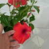 Hoa Dâm Bụt Đỏ Cây Cảnh Sân Vườn Giá Ưu Đãi 65.000 VNĐ Nở Đẹp Dễ Trồng 7