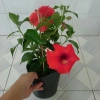 Hoa Dâm Bụt Đỏ Cây Cảnh Sân Vườn Giá Ưu Đãi 65.000 VNĐ Nở Đẹp Dễ Trồng 8