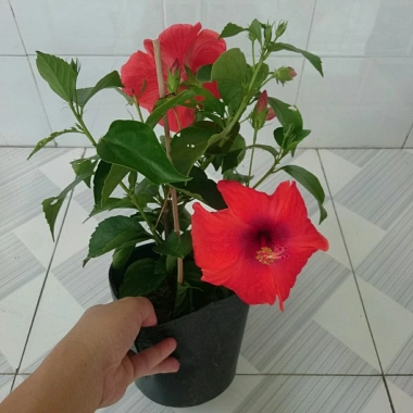 Hoa Dâm Bụt Đỏ Cây Cảnh Sân Vườn Giá Ưu Đãi 65.000 VNĐ Nở Đẹp Dễ Trồng