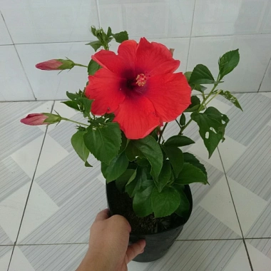 Hoa Dâm Bụt Đỏ Cây Cảnh Sân Vườn Giá Ưu Đãi 65.000 VNĐ Nở Đẹp Dễ Trồng 9 Hoa Dâm Bụt Đỏ Cây Cảnh Sân Vườn Giá Ưu Đãi 65.000 VNĐ Nở Đẹp Dễ Trồng 9