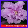 Hoa dâm bụt tím giống mới - Cây cảnh để bàn sang trọng, giá chỉ 75.000₫