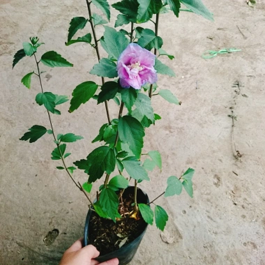 Hoa dâm bụt tím giống mới - Cây cảnh để bàn sang trọng, giá chỉ 75.000₫ 2