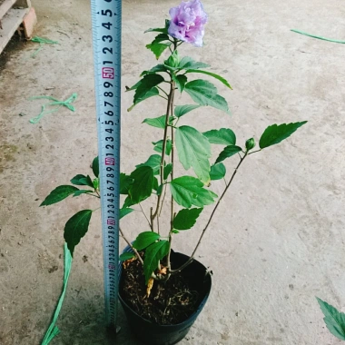 Hoa dâm bụt tím giống mới - Cây cảnh để bàn sang trọng, giá chỉ 75.000₫ 3