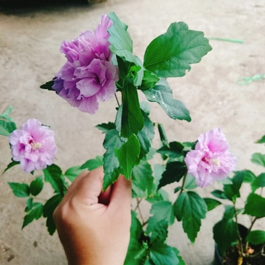Hoa dâm bụt tím giống mới - Cây cảnh để bàn sang trọng, giá chỉ 75.000₫ 4