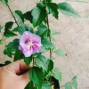 Hoa dâm bụt tím giống mới - Cây cảnh để bàn sang trọng, giá chỉ 75.000₫ 5
