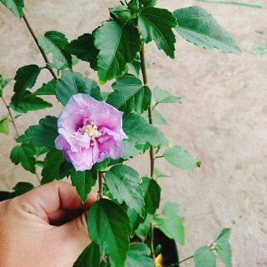 Hoa dâm bụt tím giống mới - Cây cảnh để bàn sang trọng, giá chỉ 75.000₫ 5