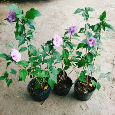 Hoa dâm bụt tím giống mới - Cây cảnh để bàn sang trọng, giá chỉ 75.000₫ 6