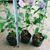 Hoa dâm bụt tím giống mới - Cây cảnh để bàn sang trọng, giá chỉ 75.000₫ 7