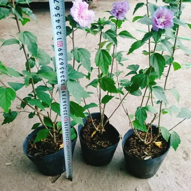 Hoa dâm bụt tím giống mới - Cây cảnh để bàn sang trọng, giá chỉ 75.000₫ 7