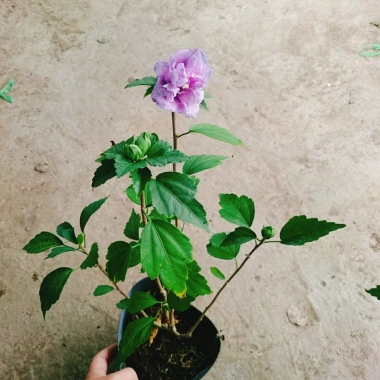 Hoa dâm bụt tím giống mới - Cây cảnh để bàn sang trọng, giá chỉ 75.000₫ 8