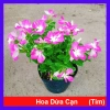 Hoa dừa cạn tím - Nở rực rỡ quanh năm, lý tưởng cho ban công, sân vườn, chỉ 35.000₫
