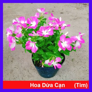 Hoa dừa cạn tím - Nở rực rỡ quanh năm, lý tưởng cho ban công, sân vườn, chỉ 35.000₫