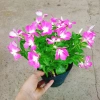Hoa dừa cạn tím - Nở rực rỡ quanh năm, lý tưởng cho ban công, sân vườn, chỉ 35.000₫ 2