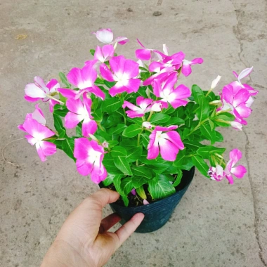 Hoa dừa cạn tím - Nở rực rỡ quanh năm, lý tưởng cho ban công, sân vườn, chỉ 35.000₫