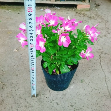 Hoa dừa cạn tím - Nở rực rỡ quanh năm, lý tưởng cho ban công, sân vườn, chỉ 35.000₫ 3 Hoa dừa cạn tím - Nở rực rỡ quanh năm, lý tưởng cho ban công, sân vườn, chỉ 35.000₫ 3