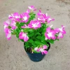 Hoa dừa cạn tím - Nở rực rỡ quanh năm, lý tưởng cho ban công, sân vườn, chỉ 35.000₫ 4