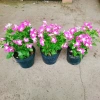 Hoa dừa cạn tím - Nở rực rỡ quanh năm, lý tưởng cho ban công, sân vườn, chỉ 35.000₫ 5
