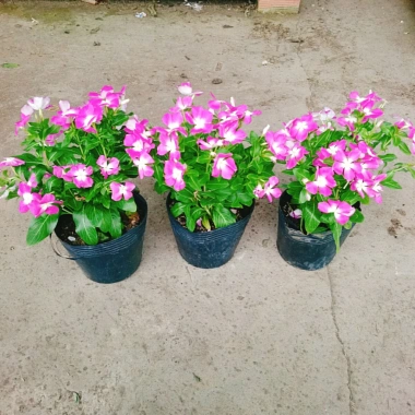 Hoa dừa cạn tím - Nở rực rỡ quanh năm, lý tưởng cho ban công, sân vườn, chỉ 35.000₫