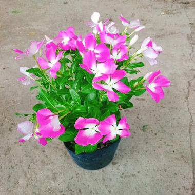 Hoa dừa cạn tím - Nở rực rỡ quanh năm, lý tưởng cho ban công, sân vườn, chỉ 35.000₫ 6 Hoa dừa cạn tím - Nở rực rỡ quanh năm, lý tưởng cho ban công, sân vườn, chỉ 35.000₫ 6