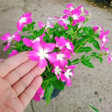 Hoa dừa cạn tím - Nở rực rỡ quanh năm, lý tưởng cho ban công, sân vườn, chỉ 35.000₫ 7 Hoa dừa cạn tím - Nở rực rỡ quanh năm, lý tưởng cho ban công, sân vườn, chỉ 35.000₫ 7